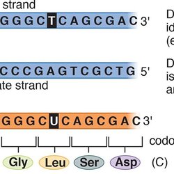 Preeminent Coding Versus Template Strand During Transcription Only One Of The Two