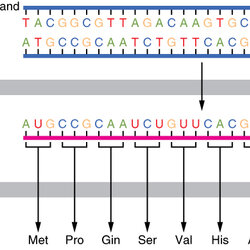 Admirable Difference Between Template And Coding Strand Definition Translation Gene Protein Transcription
