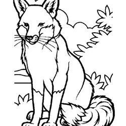 Magnificent Fox Template Animal Templates Free Premium Coloring Print Printable Kids Pages