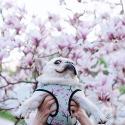 Spring Pug Blank Template