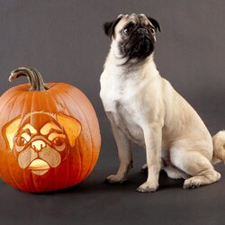 Tremendous Pug Pumpkin Stencil Better Homes Gardens Stencils Dog Carved