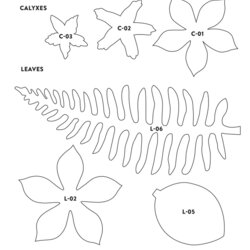 Sterling Templates Free Paper Flower Petal Template