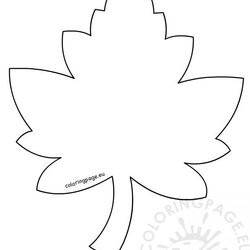 Wonderful Maple Leaf Template Coloring Page Email Twitter