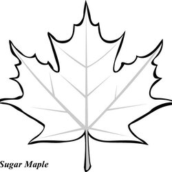 Smashing Maple Leaf Templates Best Template