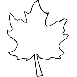 Exceptional Maple Leaf Template Best Printable Clip
