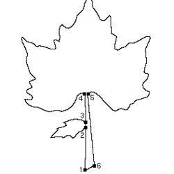 Legit Maple Leaf Template Segments Line Curves Illustrator Direction Abrupt Straight Corner Change