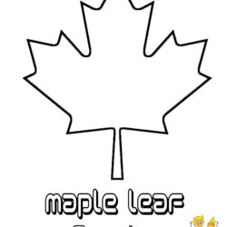 Maple Leaf Templates Best Flowers Canadian Canada Flower Coloring Pages Traceable Sketch Drawing Small Drawn