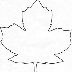 Maple Leaf Drawing Template At Free Download Leaves Writing Outline Line Fall Templates Easy Canadian Church