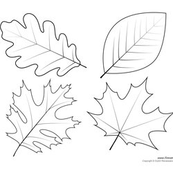 Brilliant Maple Leaf Drawing Template At Free Download Printable Outlines