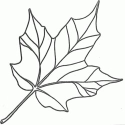 Free Maple Leaf Template Printable Download Easy Colouring Coloring Library Canadian