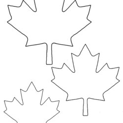 Sterling Free Maple Leaf Template Page Canada Printable Canadian Outline Templates Drawing Pattern Leaves